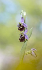 wild orchid