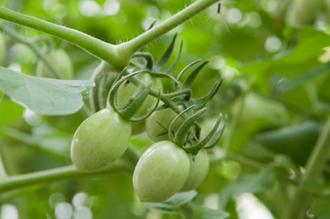 Green Tomatoes in a garden