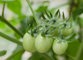 Green Tomatoes in a garden