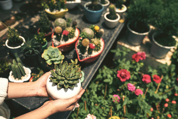 Succulent collector
