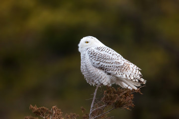 animal
