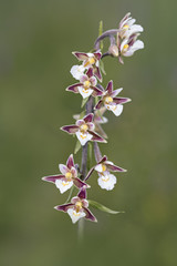 wild orchid © Fabrizio Moglia