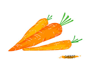 Carrots vegetables vector nature on a white bacgkround