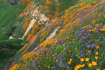 Fototapeta premium Kalifornia Złoty Mak i Facelia Minor kwitnący w Chino Hills State Park, Kalifornia