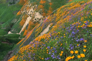 Papier Peint photo Coquelicots California Golden Poppy and Phacelia Minor blooming in Chino Hills State Park, California