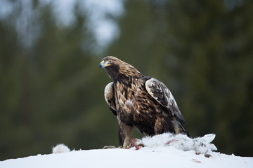 animal
