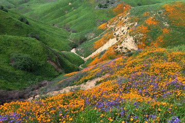 Obraz premium California Golden Poppy and Phacelia Minor blooming in Chino Hills State Park, California