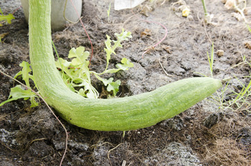 Organic vegetable garden for health