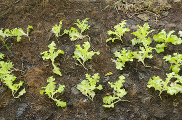 Organic vegetable garden for health