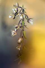 orchid