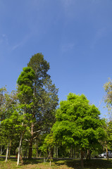 Beautiful Tree Green View