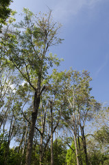 Obraz na płótnie Canvas natural resource in tropical rain forest, Khao Yai National Park, Thailand
