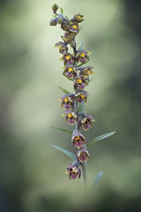orchid