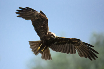animal