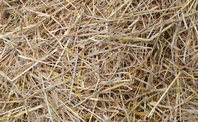 straw and hay texture background