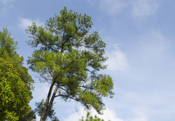 Pine trees in the forest with blue sky
