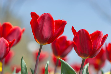 Amazing nature of red tulips under sunlight at the middle of summer or spring day landscape. Natural view of flower blooming in the garden on the blur background