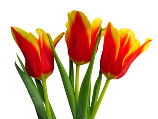 Yellow-red tulips isolated