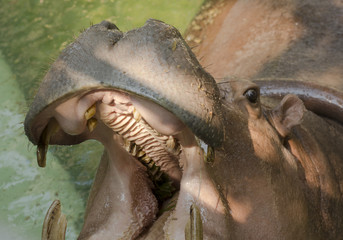 Hippopotamus showing huge jaw and teeth