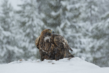 animal