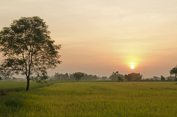 Fototapeta na wymiar sunset over agricultural green field