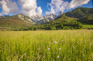 Obraz premium Alpine meadow in the Julian Alps in Slovenia