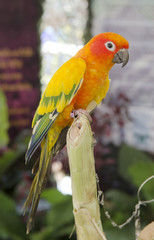 beautiful of colorful parrot bird