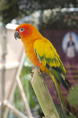 beautiful of colorful parrot bird