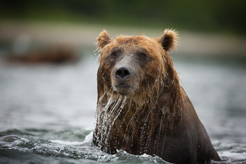 animal