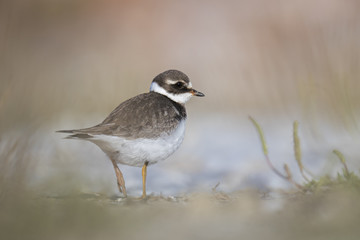 Obraz premium animal