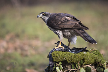 animal