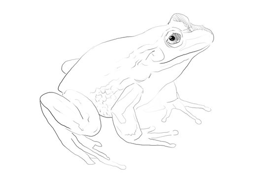 Hand Drawn Frog