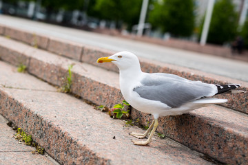White sea gull on the granite city steps