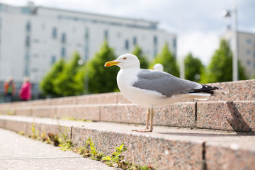 White sea gull on the granite city steps