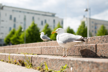 White sea gull on the granite city steps