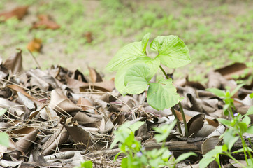 Flower garden