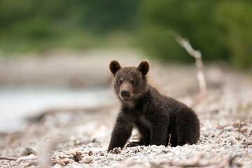 Fototapeta premium Animal