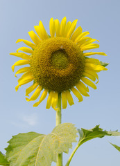 sun flower against a blue sky