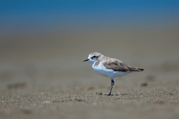 animal
