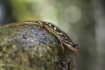 animal