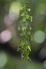 wild orchid