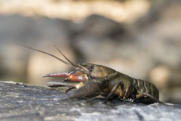 animal