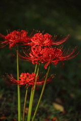 Red spider lily