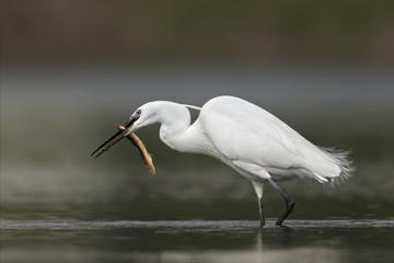 animal
