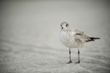 Curious seagull in Miami