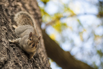 Little big squirrel in Hyde Park