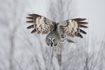 animal