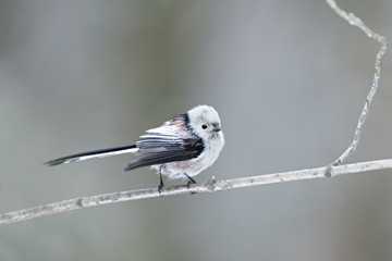animal