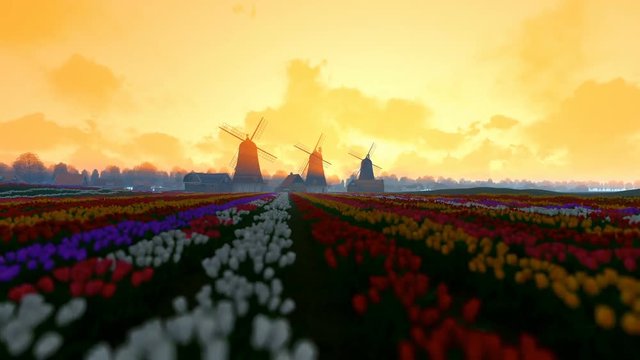 Traditional Dutch windmills with vibrant tulips in the foreground, morning mist, panning