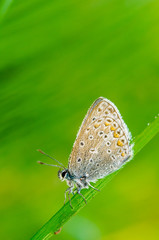 Fototapeta na wymiar common blue butterfly